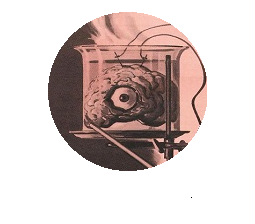 TheBottleBrain